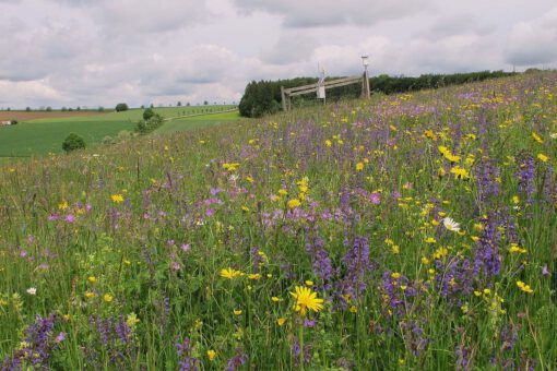 Dem Insektensterben auf der Spur: Landnutzung und Klima stören Kolonieentwicklung der Steinhummel