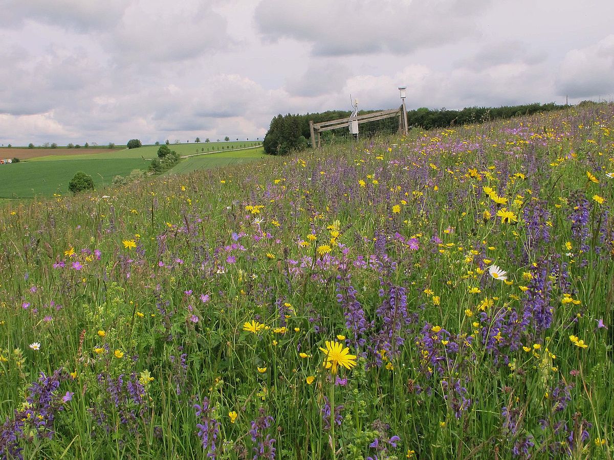 Dem Insektensterben auf der Spur: Landnutzung und Klima stören Kolonieentwicklung der Steinhummel