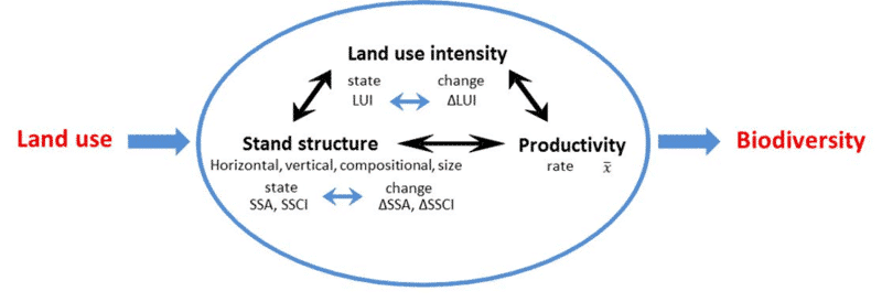 Picture: The diagram shows information on interactions between land use and biodiversity. On the left of the diagram is the term land use, from which an arrow leads to the right to an elipse containing several terms. From the elipse, an arrow leads further to the right to the term biodiversity. The terms within the elipse are arranged in the form of a triangle whose three sides consist of arrows with arrowheads at both ends to represent the interaction. At the top of the triangle is the term land use intensity, at the bottom left is the term stand structure and at the bottom right is the term productivity.