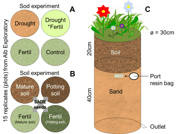 Picture: The diagram titled "Fifteen replicates from the Alb Exploratory" divided into parts A, B and C presents information on the seeding and disturbance experiment SADE. Part A on the grass experiment shows four circles representing the following parameters: circle 1 fertilizer, circle 2 drought, circle 3 fertilizer plus drought, circle 4 control. Part B on the soil experiment shows four circles representing the following parameters: circle 1 mature soil, circle 2 potting soil, circle 3 mature soil with fertilizer, circle 4 potting soil with fertilizer. Part C shows an illustration of a thirty centimeter diameter cylindrical core drill consisting of forty centimeters of sand in the lower part and twenty centimeters of soil in the upper part. Grasses and flowers are shown on top of the cylinder.