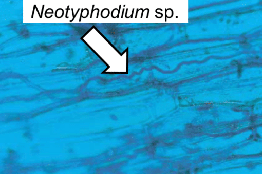 Abbildung: Das Foto zeigt die Makro-Aufnahme eines schlangenförmigen, endophytischen Pilzes der Gattung Neotyphodium in einem Gras.