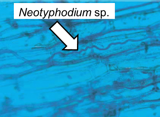 Picture: The photo shows a macro-image of a serpentine, endophytic fungus of the genus Neotyphodium in a grass.