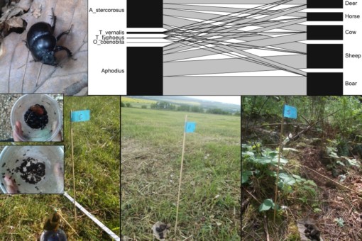 Abbildung: Die Collage enthält sechs Fotos und eine Grafik. Foto 1 zeigt einen Waldmist-Käfer der Art Anoplotrupes stercorosus auf einem verwelkten Buchenblatt. Foto 2 zeigt auf einer Wiese eine Dung-Köderfalle. Es handelt sich um einen Kunststoff-Becher, über dessen Öffnung ein Stab in die Höhe ragt, an dessen Spitze ein kleiner Beutel mit Dung hängt. Bei dem Versuch, an den Beutel zu gelangen, krabbeln Käfer an dem Becher hoch und fallen dann hinein. Neben der Falle steckt im Boden ein dünner Holzstab, an dessen Spitze ein blaues Schildchen mit einem C als Markierung angebracht ist. Foto 3 zeigt einen Blick von oben in einen Becher, dessen Boden mit gefangenen Waldmist-Käfern bedeckt ist. Foto 4 zeigt einen Becher mit vielen gefangenen Aphodius-Käfern. Die Fotos 5 und 6 zeigen Experimente zum Abbau von Dung, einmal auf einer Wiese, einmal im Wald. In beiden Fällen liegen auf einem Stück Stoff mehrere Dung-Ballen auf dem Boden und es stecken Markierungsstäbe daneben. Die Grafik illustriert die Verteilung von sechs Dungkäfer-Arten auf sechs Sorten von Dung.