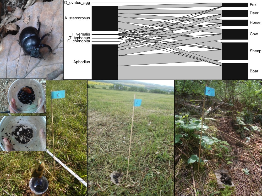 Abbildung: Die Collage enthält sechs Fotos und eine Grafik. Foto 1 zeigt einen Waldmist-Käfer der Art Anoplotrupes stercorosus auf einem verwelkten Buchenblatt. Foto 2 zeigt auf einer Wiese eine Dung-Köderfalle. Es handelt sich um einen Kunststoff-Becher, über dessen Öffnung ein Stab in die Höhe ragt, an dessen Spitze ein kleiner Beutel mit Dung hängt. Bei dem Versuch, an den Beutel zu gelangen, krabbeln Käfer an dem Becher hoch und fallen dann hinein. Neben der Falle steckt im Boden ein dünner Holzstab, an dessen Spitze ein blaues Schildchen mit einem C als Markierung angebracht ist. Foto 3 zeigt einen Blick von oben in einen Becher, dessen Boden mit gefangenen Waldmist-Käfern bedeckt ist. Foto 4 zeigt einen Becher mit vielen gefangenen Aphodius-Käfern. Die Fotos 5 und 6 zeigen Experimente zum Abbau von Dung, einmal auf einer Wiese, einmal im Wald. In beiden Fällen liegen auf einem Stück Stoff mehrere Dung-Ballen auf dem Boden und es stecken Markierungsstäbe daneben. Die Grafik illustriert die Verteilung von sechs Dungkäfer-Arten auf sechs Sorten von Dung.