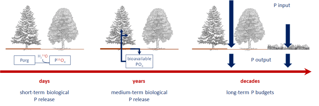 Picture: The graph shows information on the input and output of phosphorus in the ecosystem over days, years and decades.