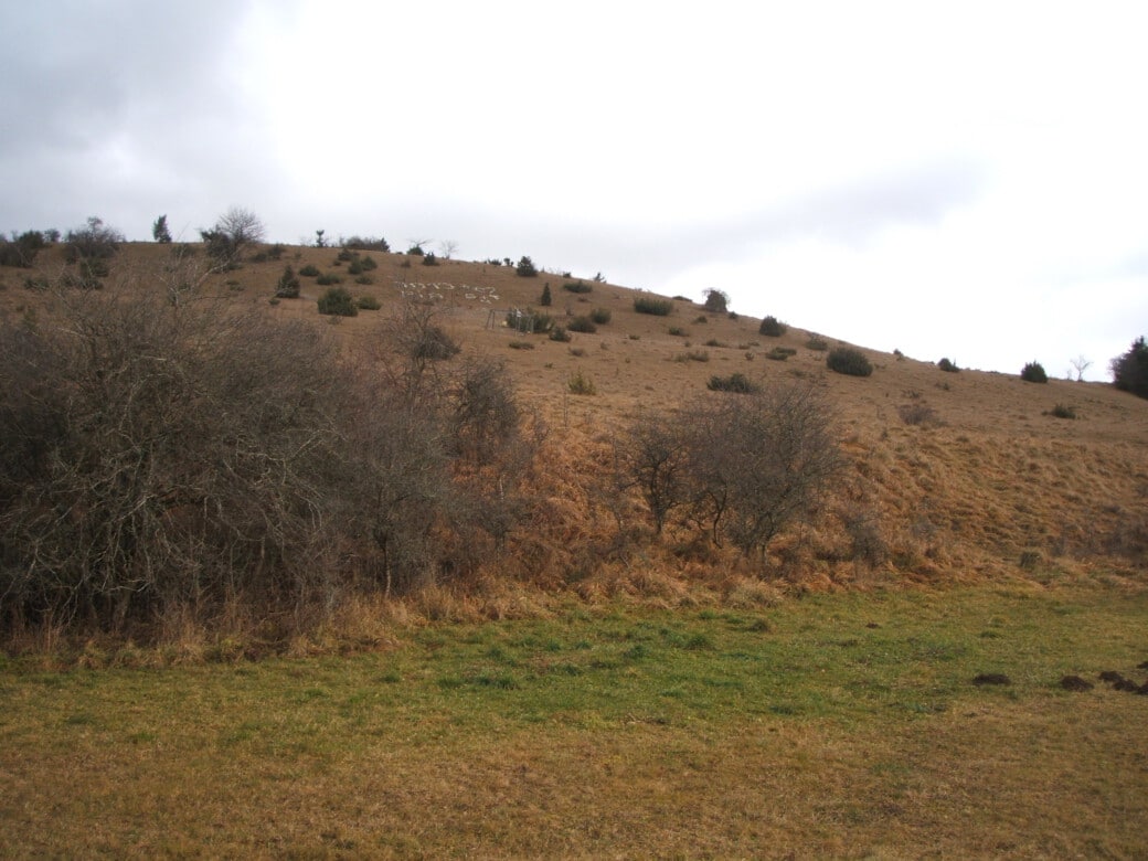Abbildung: Das Foto zeigt einen Hügel im Winter, der mit braunem Gras und einzelnen Büschen bewachsen ist.