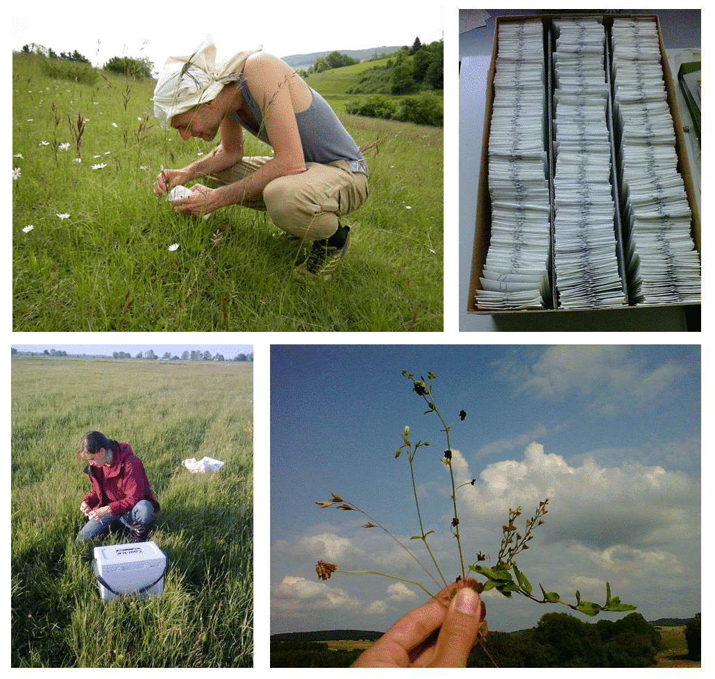 Picture: The collage contains 4 photos. photo 1 shows a young scientist squatting in a meadow in summer, taking a sample from the grass. photo 2 shows a cardboard box on a table, containing hundreds of paper sample bags in three rows. photo 3 shows a young scientist kneeling in a meadow in summer, taking a sample. in front of her is a white transport box with a black carrying strap. photo 4 shows a hand holding up various grassland plants. in the background are a blue sky with clouds and a summer hill landscape with woods and meadows