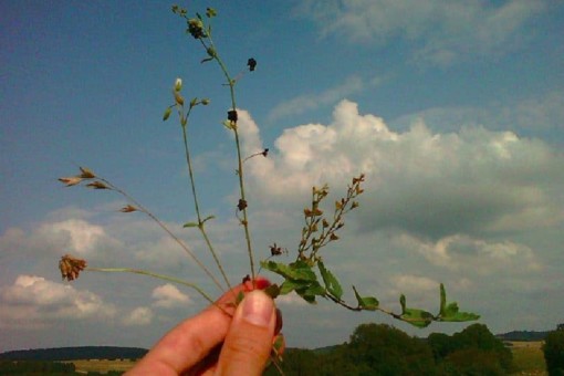 Abbildung: Das Foto zeigt eine Hand, die verschiedene Grünlandpflanzen hochhält. Im Hintergrund sind ein blauer Himmel mit Wolken und eine sommerliche Hügel-Landschaft mit Wäldern und Wiesen zu sehen.