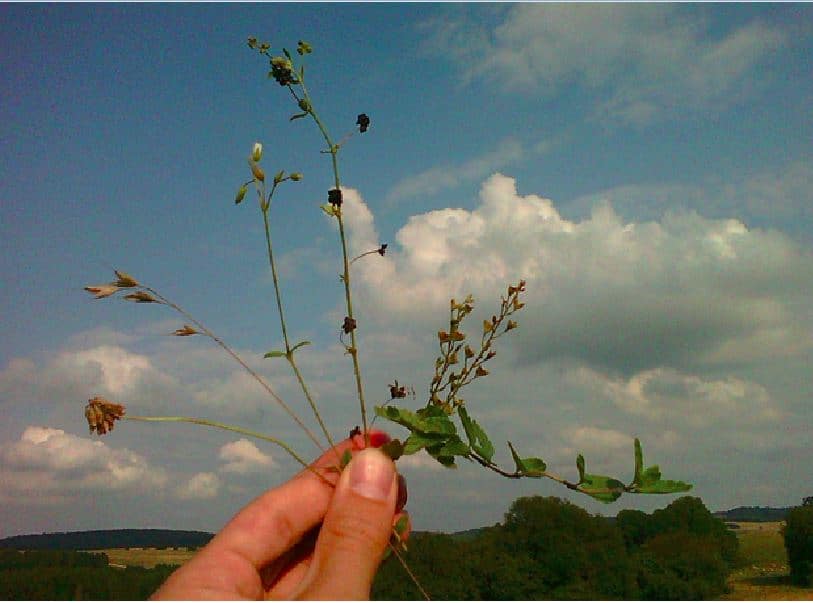 Abbildung: Das Foto zeigt eine Hand, die verschiedene Grünlandpflanzen hochhält. Im Hintergrund sind ein blauer Himmel mit Wolken und eine sommerliche Hügel-Landschaft mit Wäldern und Wiesen zu sehen.