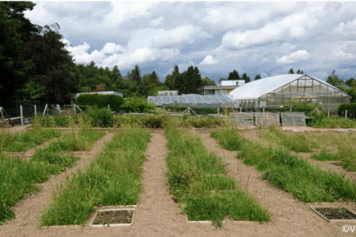 Abbildung: Das Foto zeigt den „Common Garden“ genannten Versuchsgarten der Philipps-Universität in Marburg. Zu sehen sind Grasnarben mit hochwachsenden Gräsern in sechs Reihen quadratischer Sub-Plots der Größe fünfzig mal fünfzig Zentimeter, wobei immer zwei Sub-Plots nebeneinander angelegt sind. Eine Reihe ist also einen Meter breit. Zwischen den Reihen erstrecken sich Wege. Im Hintergrund befinden sich Gewächshäuser, Gebäude und dahinter eine dichte Reihe von Laub- und Nadelbäumen unter einem mit Cumuluswolken bedeckten Himmel.