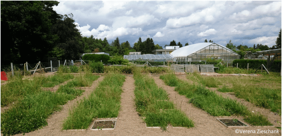 Picture: The photo shows the experimental garden of the Philipps University in Marburg, Germany, called "Common Garden". You can see swards with tall growing grasses in six rows of square sub-plots of fifty by fifty centimeters, where always two sub-plots are laid out next to each other. One row is thus one meter wide. Between the rows are paths. In the background are greenhouses, buildings and behind them a dense row of deciduous and coniferous trees under a sky covered with cumulus clouds