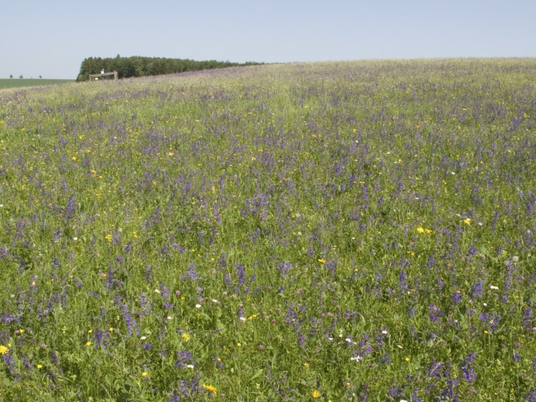 Abbildung: Das Foto zeigt eine sommerliche Wiese mit blühendem Salbei.