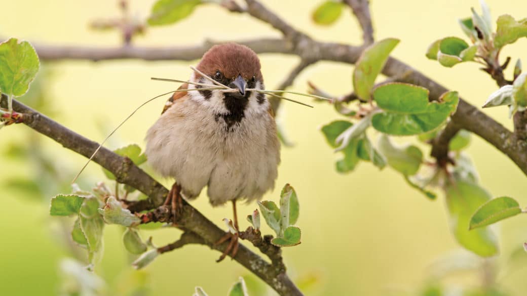 Picture: The photo shows a tree sparrow sitting on a sprouting branch and carrying several blades of grass in its beak for nest building.