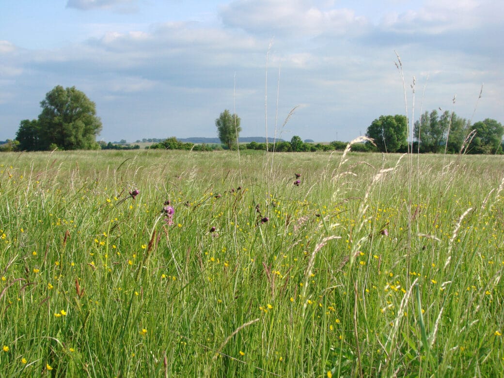 Abbildung: Das Foto zeigt hochwachsendes Wiesengras. Im Hintergrund sind einzelne Laubbäume und am Horizont ein Wald zu sehen.