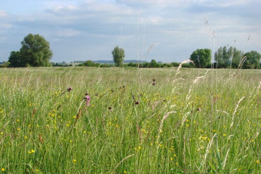 Abbildung: Das Foto zeigt hochwachsendes Wiesengras. Im Hintergrund sind einzelne Laubbäume und am Horizont ein Wald zu sehen.