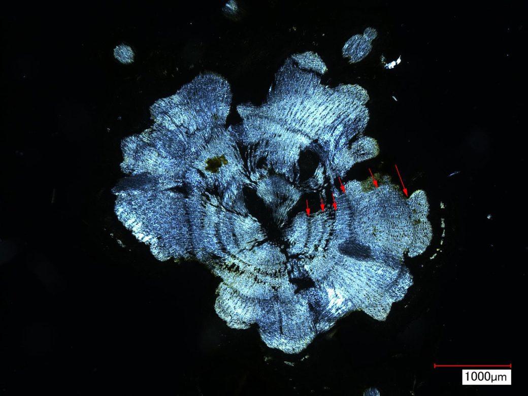 Picture: The photo shows the cross-section of the stem of a specimen of ribwort plantain, Latin Plantago lanceolata, which appears blue due to polarized light, against a black background.