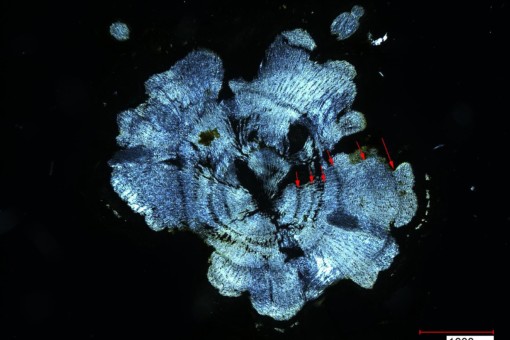 Picture: The photo shows the cross-section of the stem of a specimen of ribwort plantain, Latin Plantago lanceolata, which appears blue due to polarized light, against a black background.