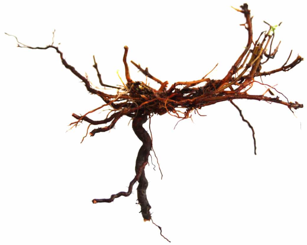 Abbildung: Das Foto zeigt vor weißem Hintergrund den Wurzelhals einer Probe von Pflanze Wiesen-Labkraut, lateinisch Galium mollugo.
