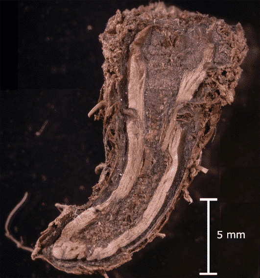 Abbildung: Das Foto zeigt in einer Groß-Aufnahme vor schwarzem Hintergrund in einem Längs-Schnitt den Sproß und die Wurzel eines Exemplars von Spitzwegerich, lateinisch Plantago lanceolata.