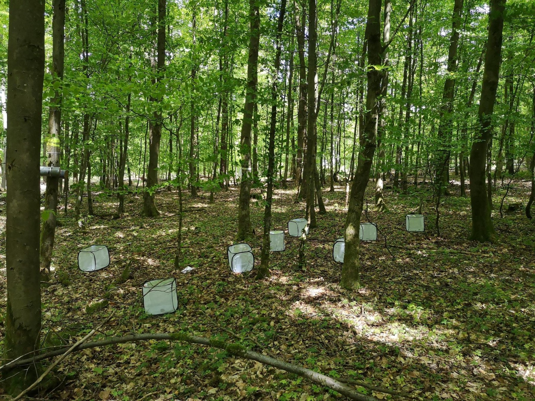 Abbildung: Das Foto zeigt einen schattigen sommerlichen Buchenwald, zwischen dessen Bäumen in acht quadratischen weißen Gaze-Käfigen Raupen und Käfer unter geschlossenem Kronendach exponiert sind.