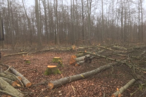 Picture: The photo shows a beech forest in winter where a hole-cutting operation has been carried out. In an open area in front of standing trees, one can see tree stumps and sawn tree trunks lying on top of each other.