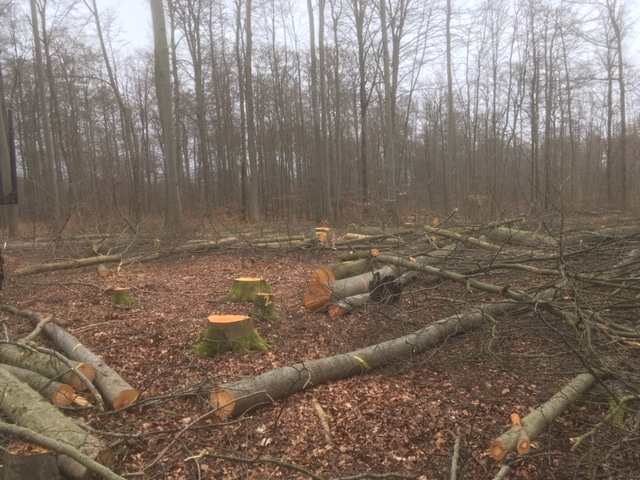 Picture: The photo shows a beech forest in winter where a hole-cutting operation has been carried out. In an open area in front of standing trees, one can see tree stumps and sawn tree trunks lying on top of each other.