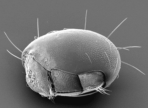Abbildung: Das Foto zeigt eine Hornmilbe der Art Steganacarus magnus in der schwarzweißen Aufnahme eines Raster-Elektronenmikroskops.