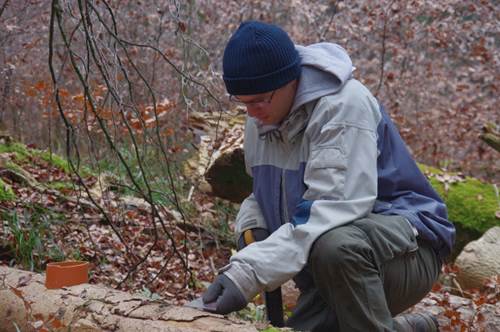 Abbildung: Das Foto zeigt in einem winterlichen Wald einen jungen Wissenschaftler, der vor einem liegenden Totholz-Baumstamm kniet und eine Spachtel ansetzt, um ein Stück Rinde anzuheben.