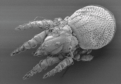 Abbildung: Das Foto zeigt die elektronenmikroskopische Aufnahme einer Hornmilbe, lateinisch Oribatida acari.