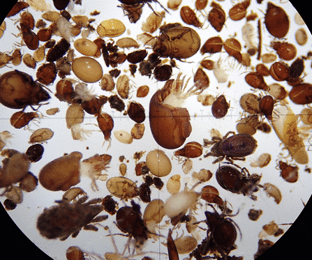 Abbildung: Die mikroskopische Aufnahme zeigt eine Sammlung von Exemplaren aus zahlreichen Arten von Hornmilben in unterschiedlichen Größen und Brauntönen.