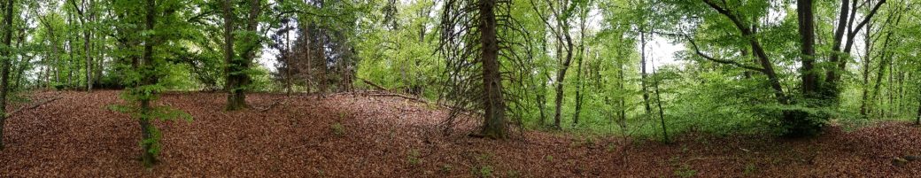 Abbildung: Das Panorama-Foto zeigt in einem schattigen Wald im Frühling eine Reihe belaubter Buchen mit zwei abgestorbenen Nadelbäumen dazwischen. Der Waldboden ist komplett mit verwelktem Laub bedeckt.