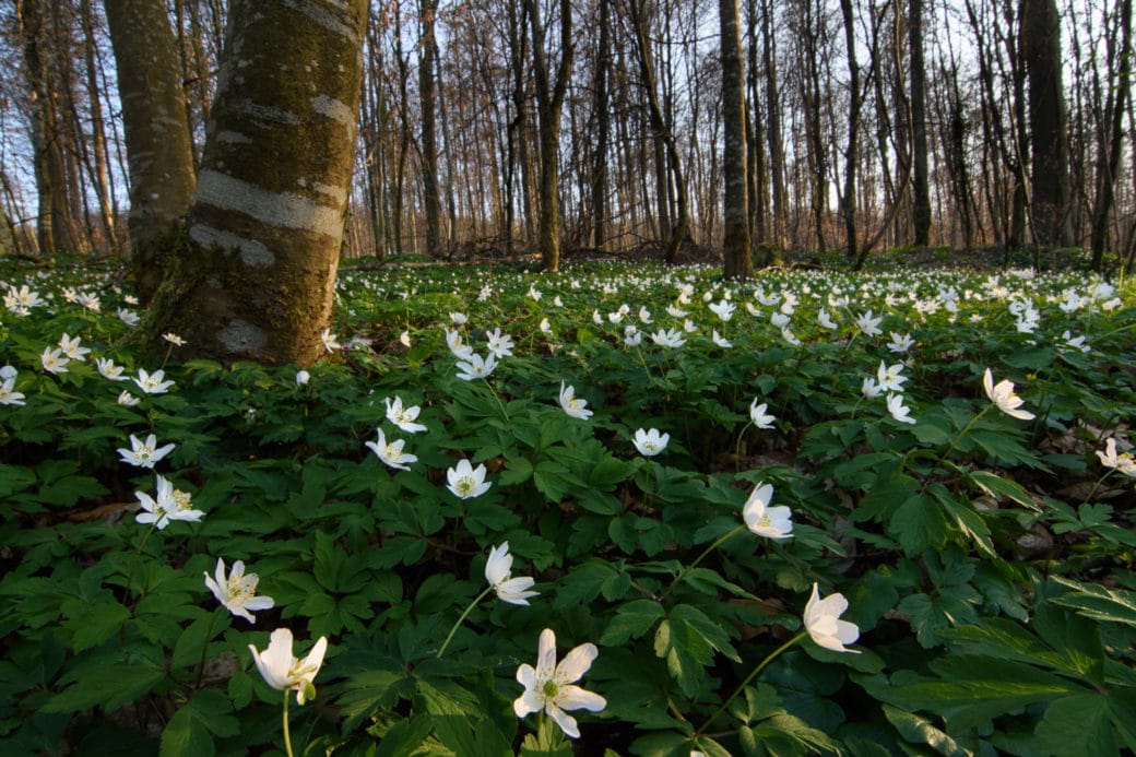 Abbildung: Das Foto zeigt einen sonnenbeschienenen winterlichen Wald, über dessen Boden sich eine große Fläche von blühenden Buschwindröschen erstreckt.