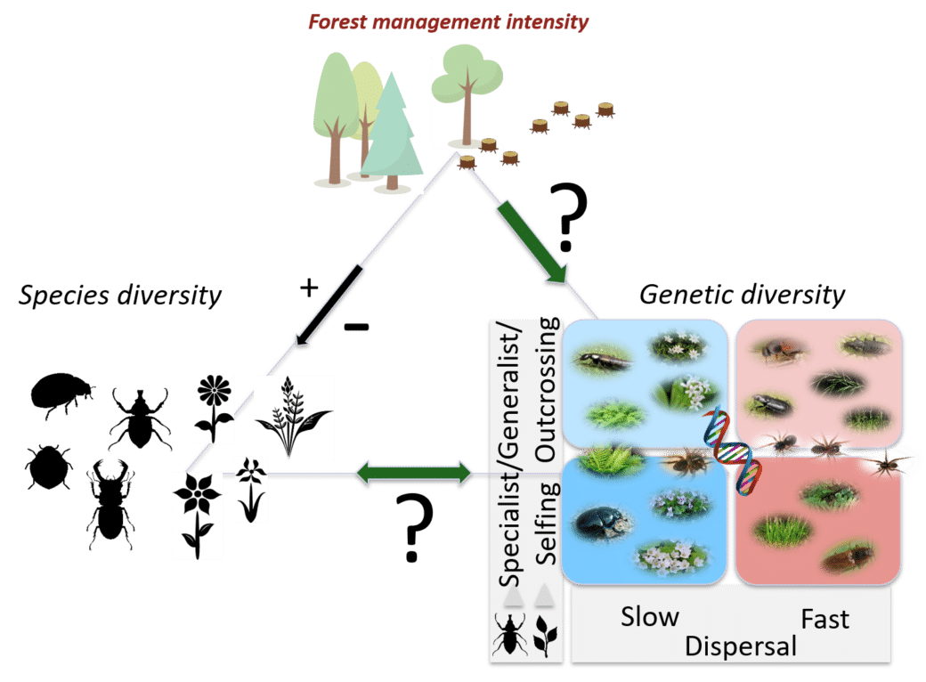 Abbildung: Das Schaubild stellt die Wechselwirkung dar zwischen Arten-Diversität und genetischer Diversität unter dem Einfluss der Waldnutzungs-Intensität.