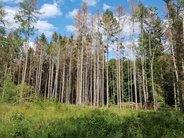 Picture: The photo shows a sunlit clearing in a summer forest, overgrown with grass, shrubs and young trees. Along the edge of the clearing grow tall conifers, some with brown crowns. Behind the conifers are deciduous trees