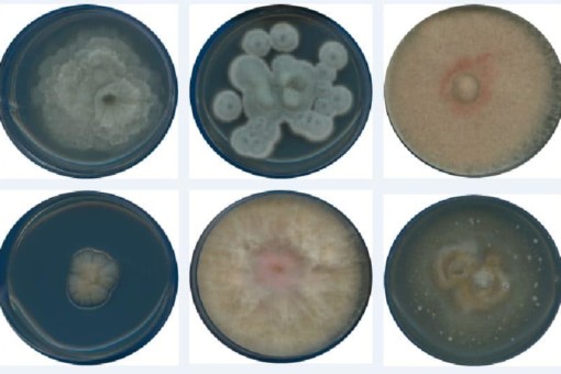 Picture: The photo shows 6 Petri dishes with cultures of different fungi in them.