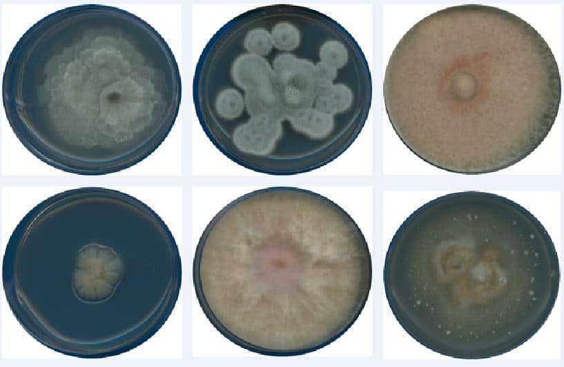 Abbildung: Das Foto zeigt 6 Petrischalen mit Kulturen unterschiedlicher Pilze darin.