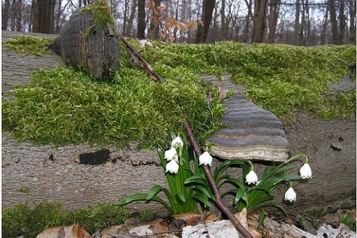 Abbildung: Das Foto zeigt einen im Wald liegenden Totholz-Buchenstamm, der mit Moos und einem Zunderschwamm-Pilz bewachsen ist. Vor dem Stamm wachsen blühende Maiglöckchen.