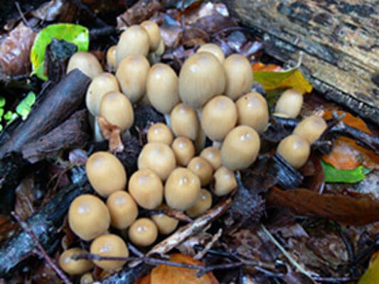 Abbildung: Das Foto zeigt auf einem Waldboden inmitten von Rindenstücken und abgefallenen Zweigen eine Ansammlung von Pilzfruchtkörpern der Art Gemeiner Glimmertintling, lateinisch Coprinus micaceus.