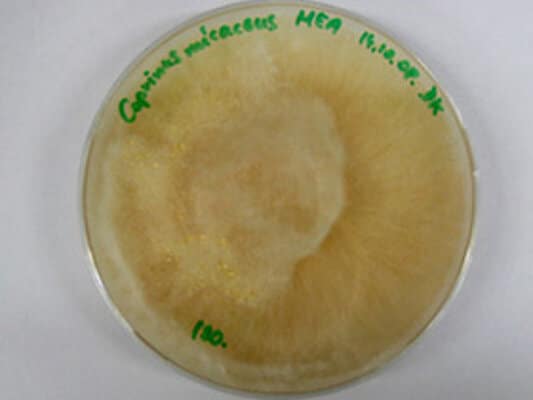 Abbildung: Das Foto zeigt von oben fotografiert eine Petri-Schale, die eine Kultur des Pilzes Gemeiner Glimmertintling, lateinisch Coprinus micaceus, enthält.