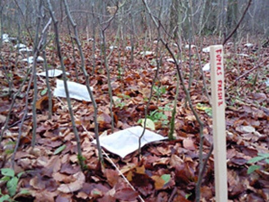 Abbildung: Das Foto zeigt eine mehrere Quadratmeter große Fläche von Waldboden, der mit welkem Laub bedeckt ist. In mehreren Reihen liegen weiße Streubeutel auf dem Laub.