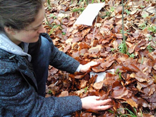 Picture: The photo shows a young female scientist crouching down and pushing wilted leaves with her hands over a spreading bag.