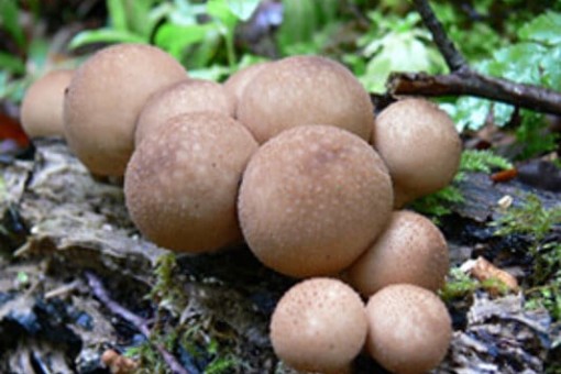 Abbildung: Das Foto zeigt auf einem Waldboden auf Totholz wachsend eine Ansammlung von Pilzfruchtkörpern der Art Birnen-Stäubling, lateinisch Lycoperdon pyriforme.