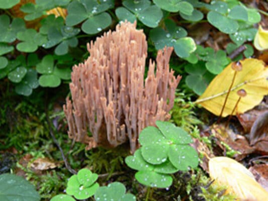 Abbildung: Das Foto zeigt auf einem Waldboden zwischen grünen Kleeblättern das Exemplar eines Pilzes der Art Steife Koralle, lateinisch Ramaria stricta.