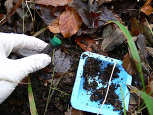 Picture: The photo shows a hand in a latex glove holding a filled and capped test tube on the left side of the image. In the background of the image is a soil with wilted foliage. On the right side of the image is a square blue dish containing soil and lying on the ground.