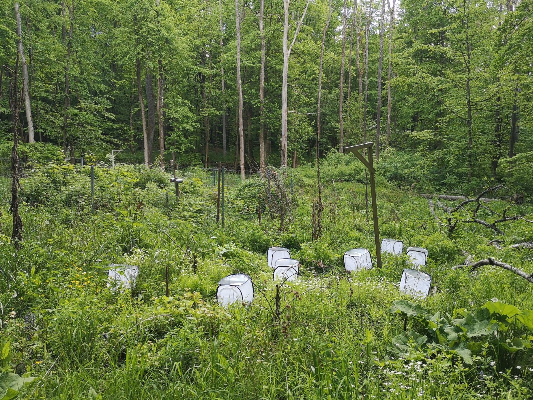 Abbildung: Das Foto zeigt eine sommerliche Waldlichtung, auf der in acht quadratischen weißen Gaze-Käfigen Raupen und Käfer unter offenem Kronendach exponiert sind.
