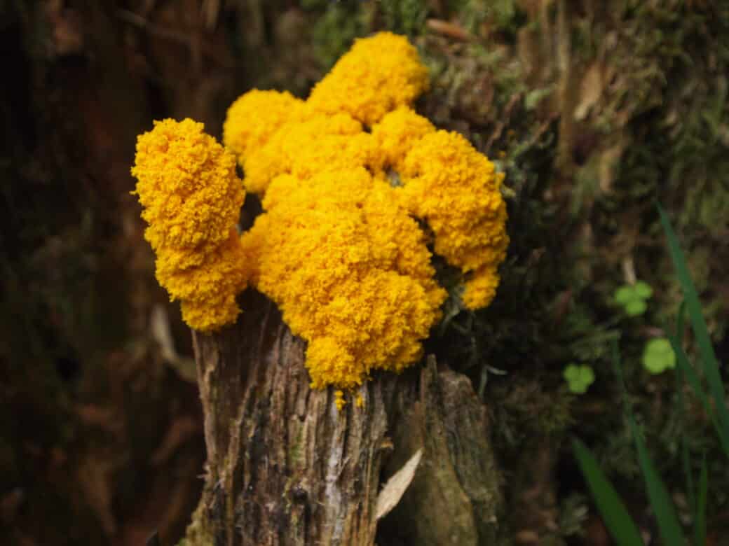 Gelber Pilz auf Totholz