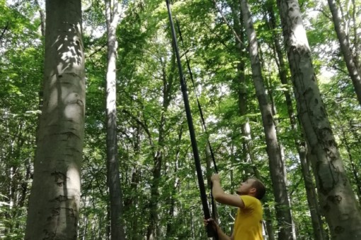 Picture: The photograph shows a young scientist in a beech forest in summer standing under a branch several meters above him. With his right hand, the scientist is holding a very long leaf-collecting stick upwards into the foliage of the branch. With his left hand, he is pulling a black ribbon leading upwards to the tip of the stick, presumably to trigger a severing device.