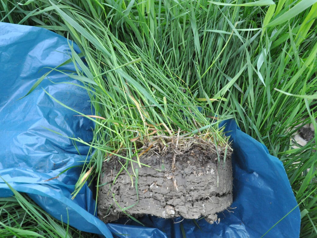 Abbildung: Das Foto zeigt eine grasbewachsene Bodenprobe, die mit einem Erdbohrstock entommen wurde und auf einer blauen Folie zwischen hochwachsendem Gras einer Wiese liegt.