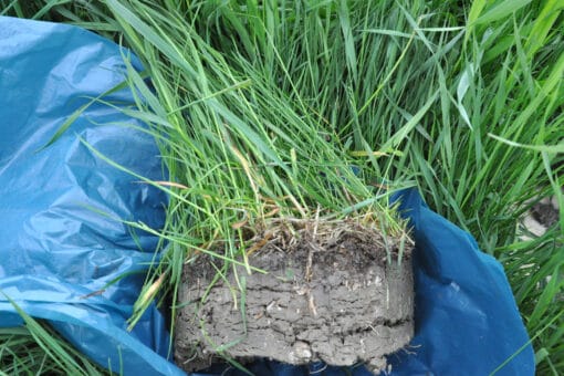 Abbildung: Das Foto zeigt eine grasbewachsene Bodenprobe, die mit einem Erdbohrstock entommen wurde und auf einer blauen Folie zwischen hochwachsendem Gras einer Wiese liegt.