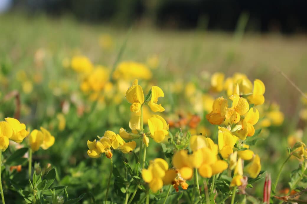 Figure: The photo shows a close-up of the yellow flowers of common horn clover, Latin Lotus corniculatus.